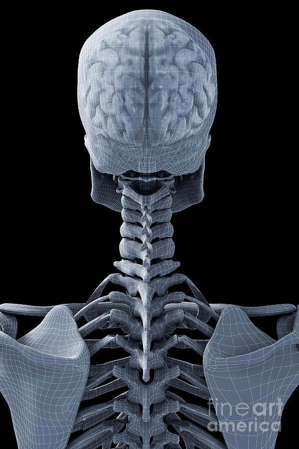 The Brain Within The Skeleton Photograph by Science Picture Co