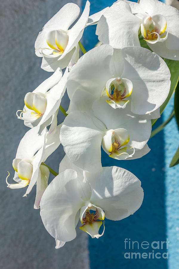 Orchid Photograph - The branch of white orchid by Dragomir Nikolov