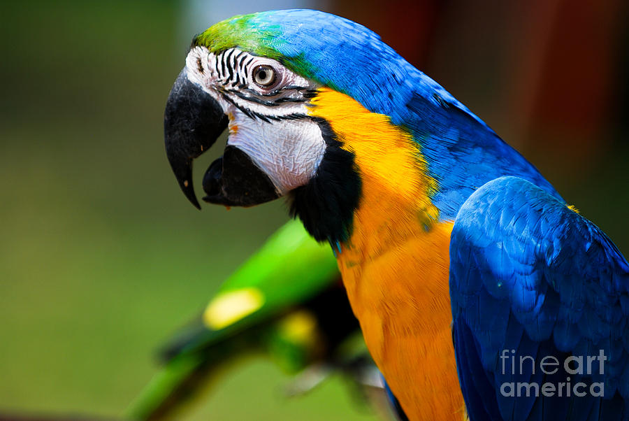 Brazilian parrot deals