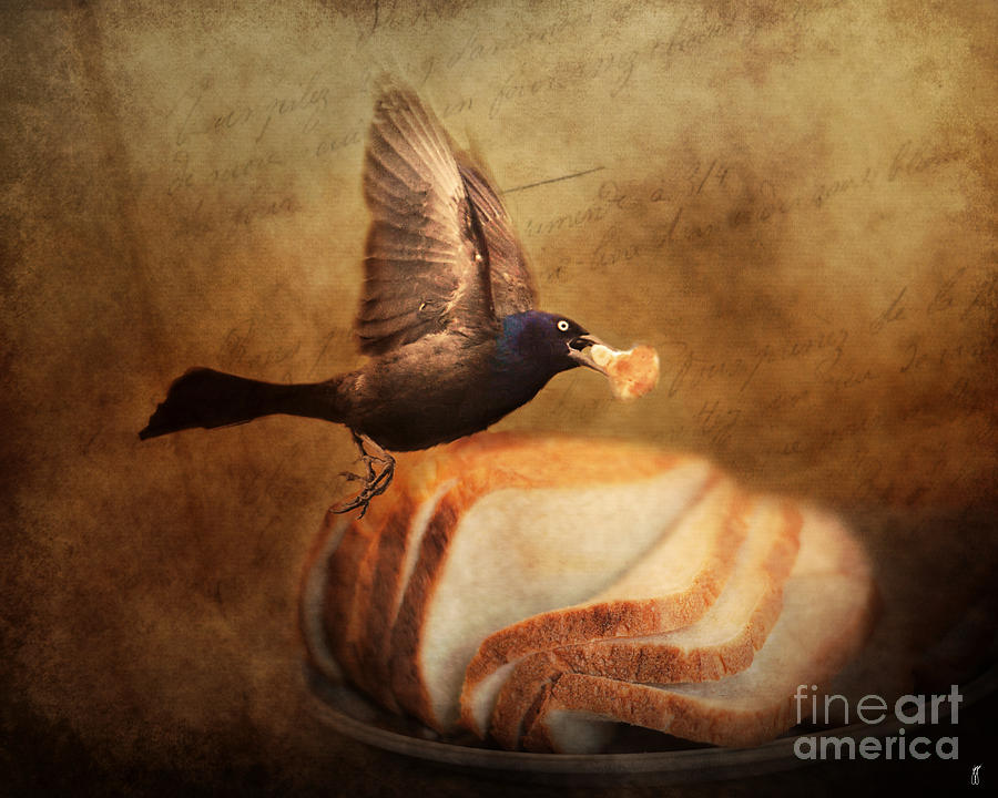 Blackbird Photograph - The Bread Thief by Jai Johnson