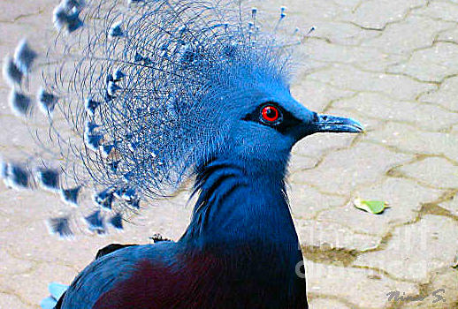 The Bright Blue Bird Photograph by Nina Silver