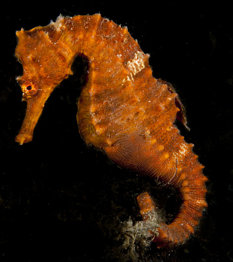 orange seahorses