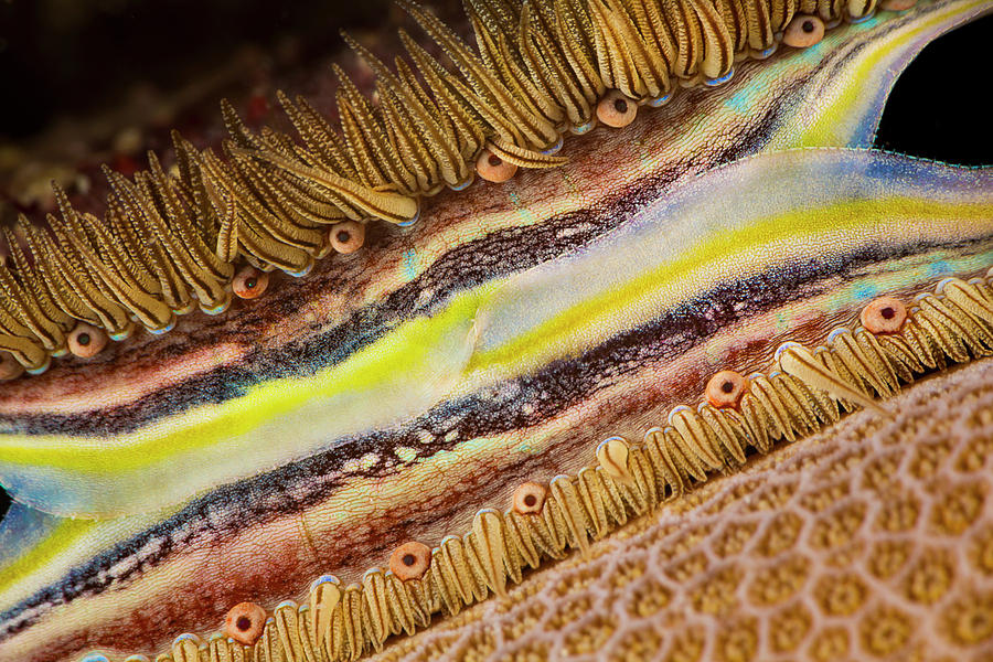 Unique Photograph - The Brightly Colored Mantle And Rows by Dave Fleetham