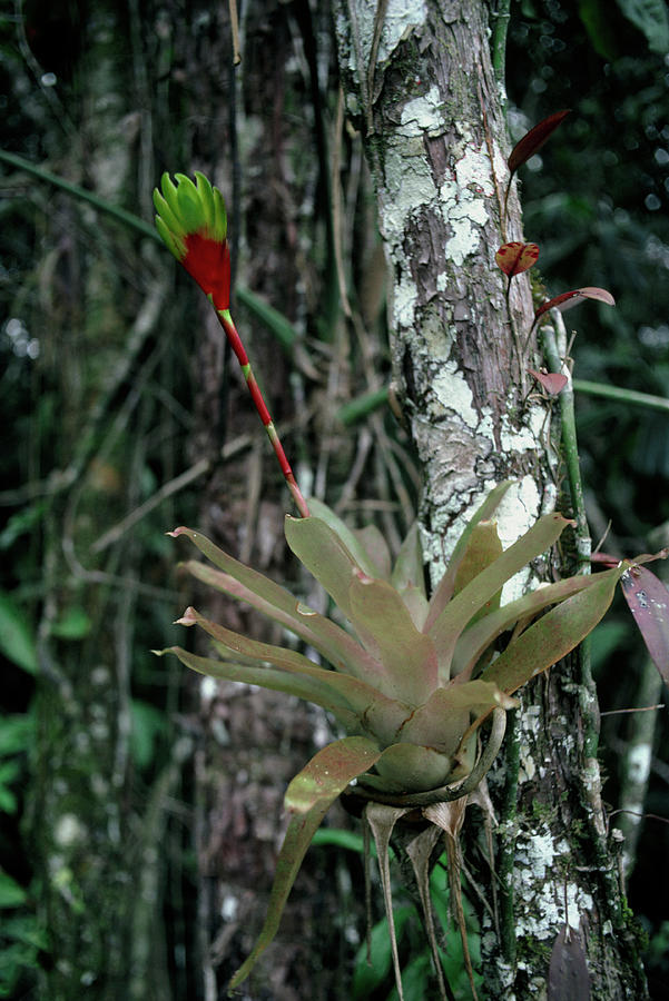 Nature Photograph - The Bromeliad by Dr Morley Read/science Photo Library