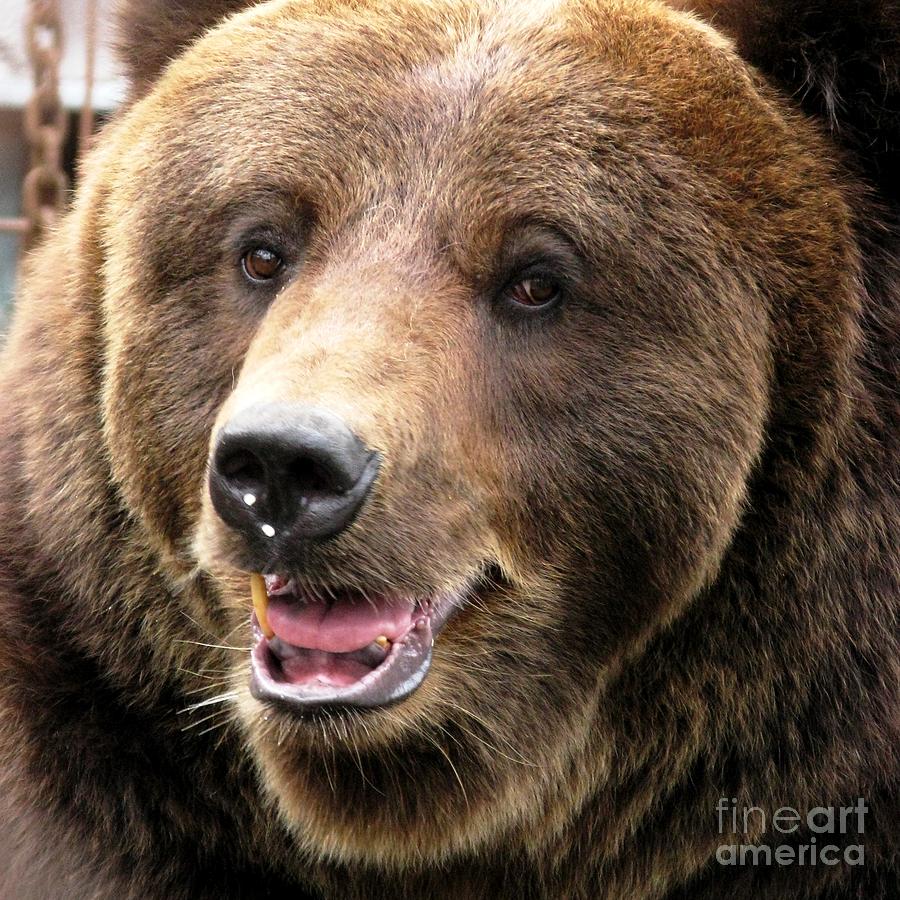 Wildlife Photograph - The Brown Bear In Close Up Square Format by Ausra Huntington nee Paulauskaite