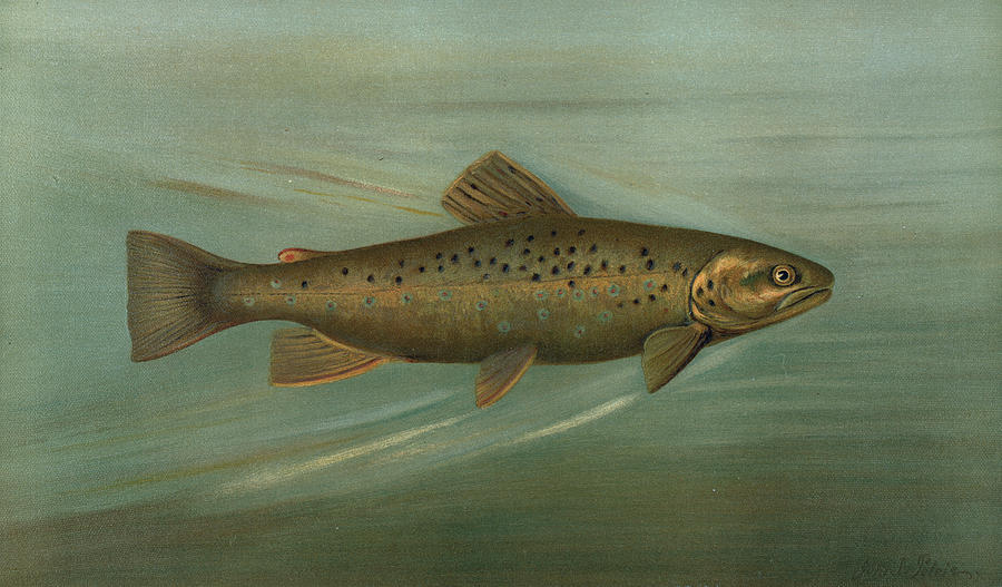 The Brown Or German Trout, Salmo Fario, Harris Drawing by Artokoloro ...