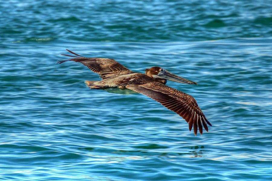 The Brown Pelican of Cabo San Lucas in Mexico Photograph by Paul James Bannerman