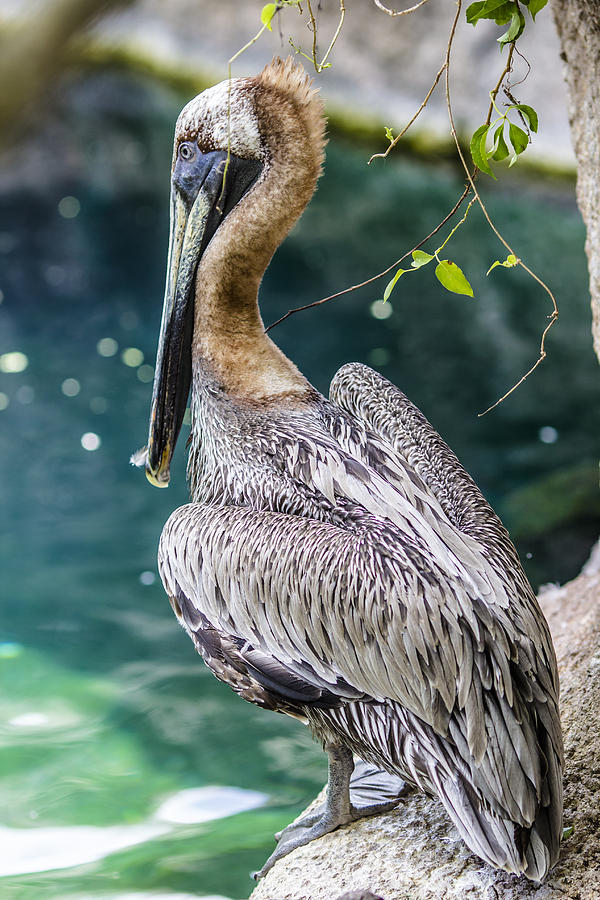 Tampa Photograph - The Brown Pelican by Stephen Brown