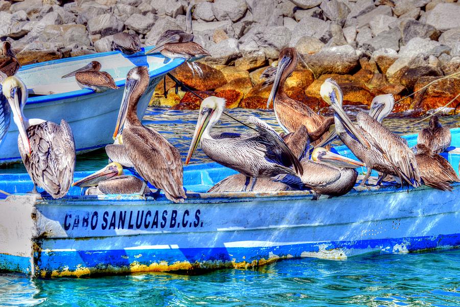 The Brown Pelicans of Cabo San Lucas Photograph by Paul James Bannerman