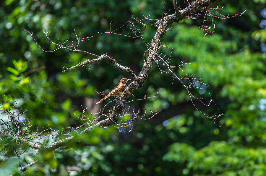 The Brown Thrasher Photograph by Jens Larsen