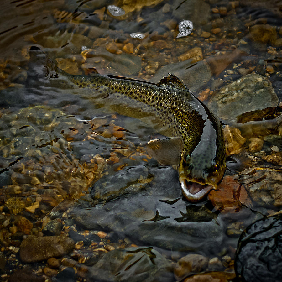 The Brown Trout Photograph by Ernest Echols