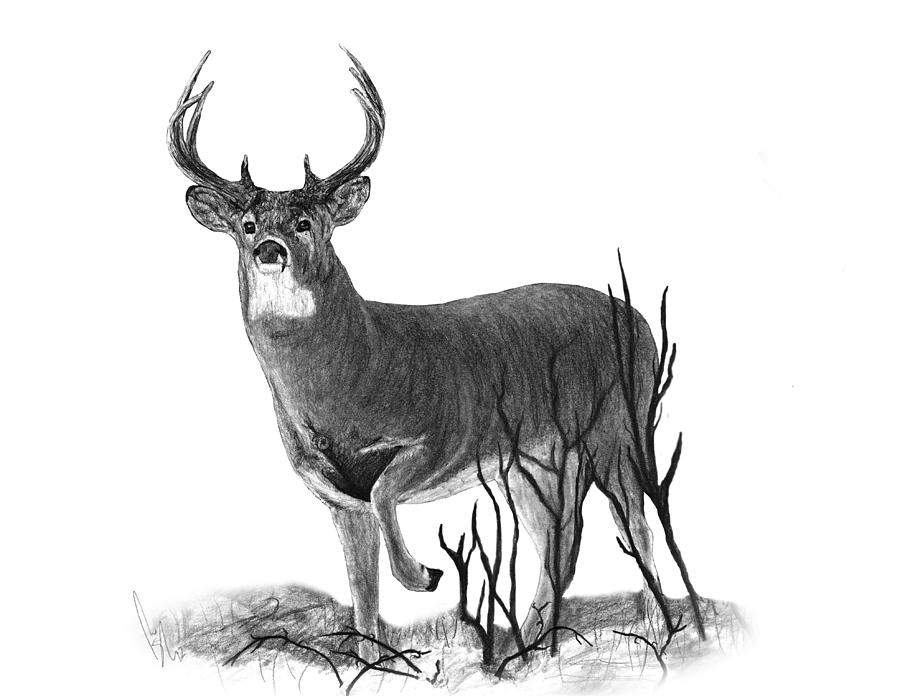 The Buck Drawing by Bobby Shaw