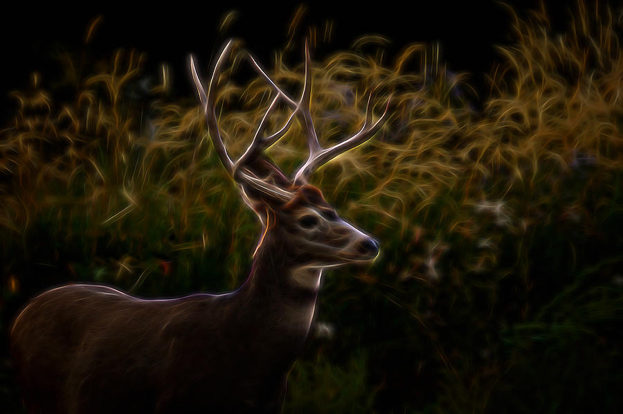 The Buck Digital Art Digital Art by Ernest Echols