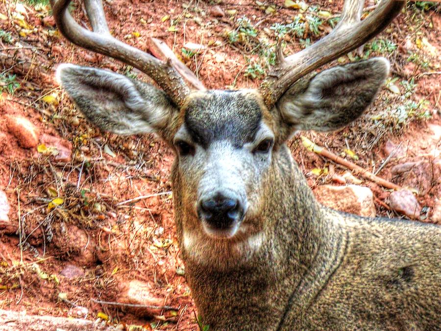 The Buck I Photograph by Lanita Williams