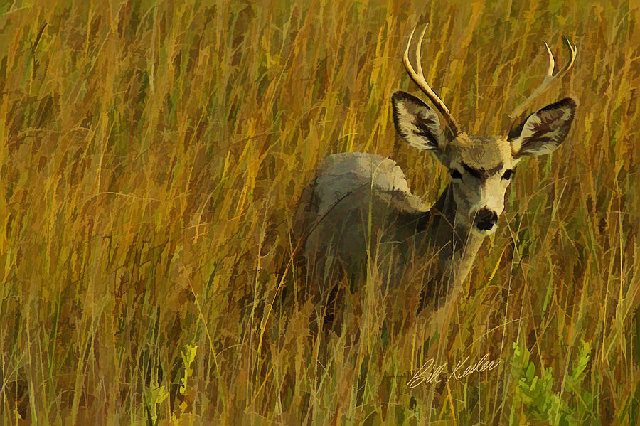 The Buck Poses Here Photograph by Bill Kesler