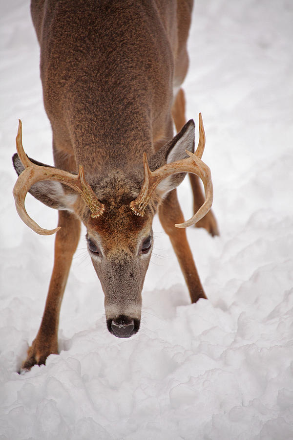 The Buck Stare Photograph by Karol Livote