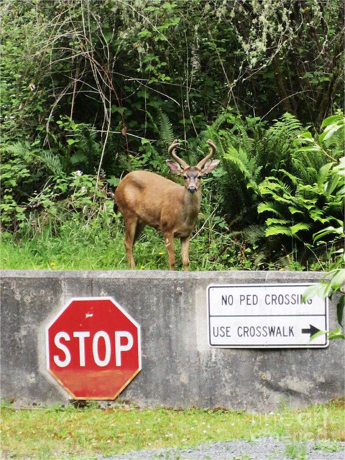 The Buck Stops Here Photograph by Kym Backland