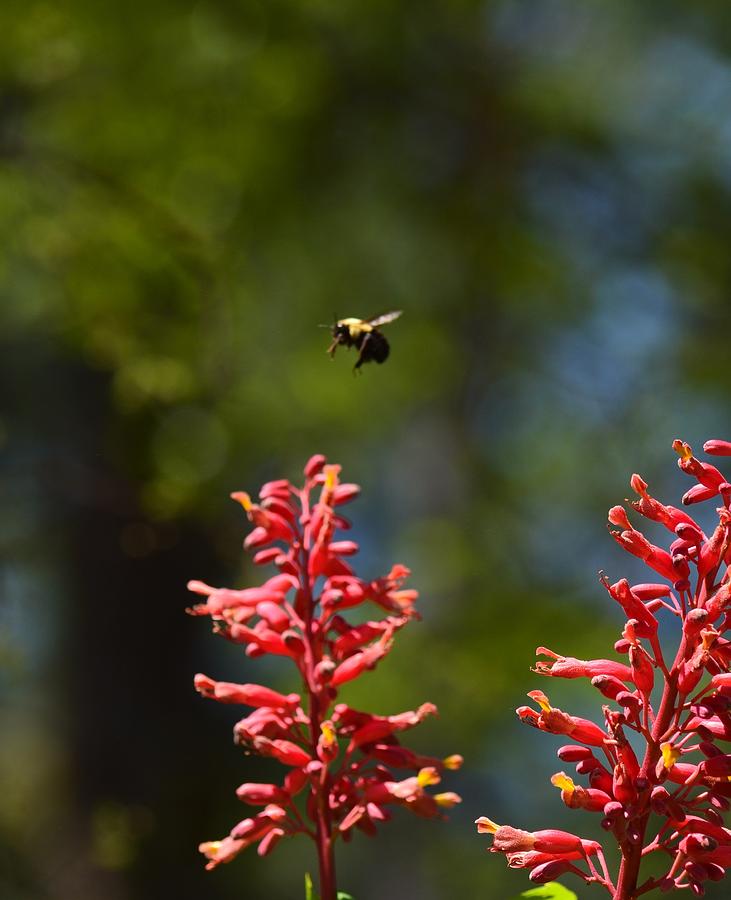 The Buckeye Bumblebee Photograph by Maria Urso