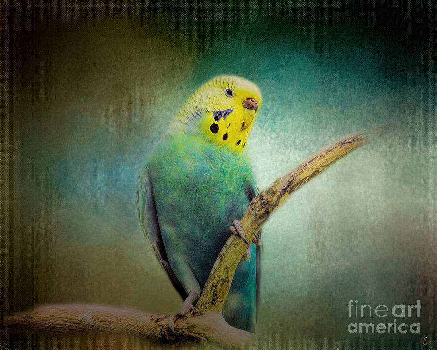 The Budgie Collection - Budgie 1 Photograph by Jai Johnson