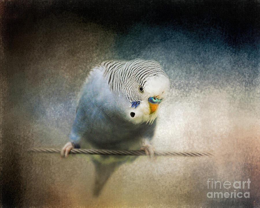 Bird Photograph - The Budgie Collection - Budgie 3 by Jai Johnson