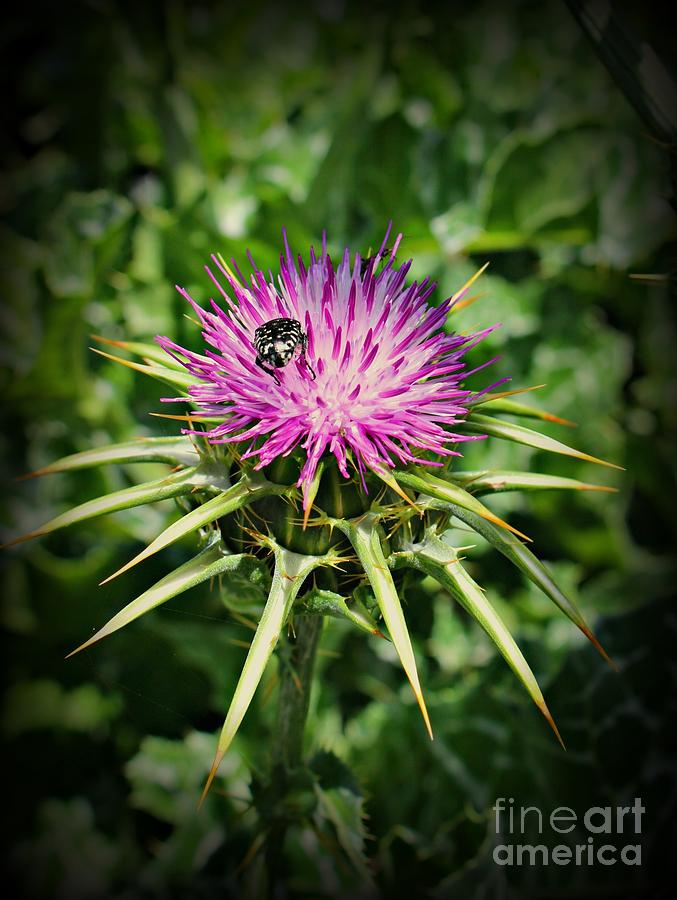 Garden Photograph - The Bug and the Thistle by Clare Bevan