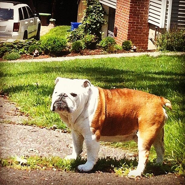 The Bull Dog Photograph By Christopher Michalski - Fine Art America