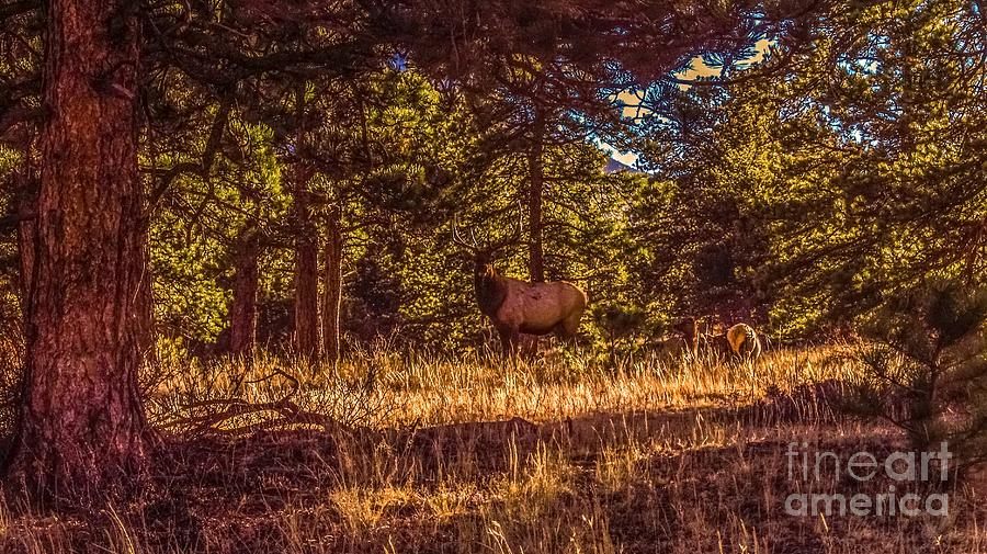The Bull Elk 2 Photograph by Jesse Post