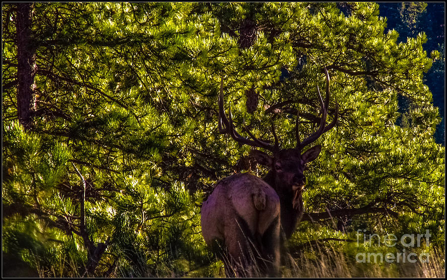 The Bull Elk Photograph by Jesse Post