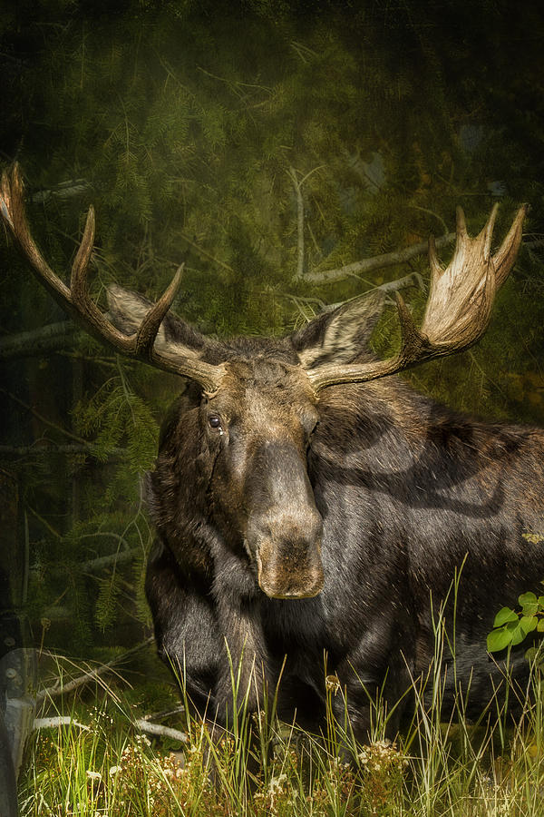 The Bull Moose Photograph by Belinda Greb