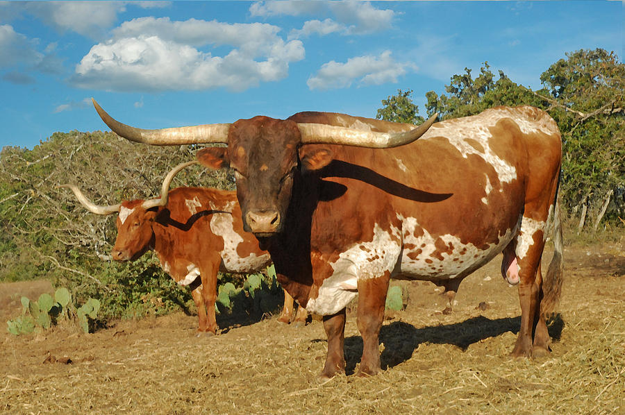 The Bull Of The Herd Photograph by Robert Anschutz