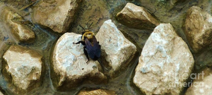 The Bumblebee Stone Photograph by J L Zarek