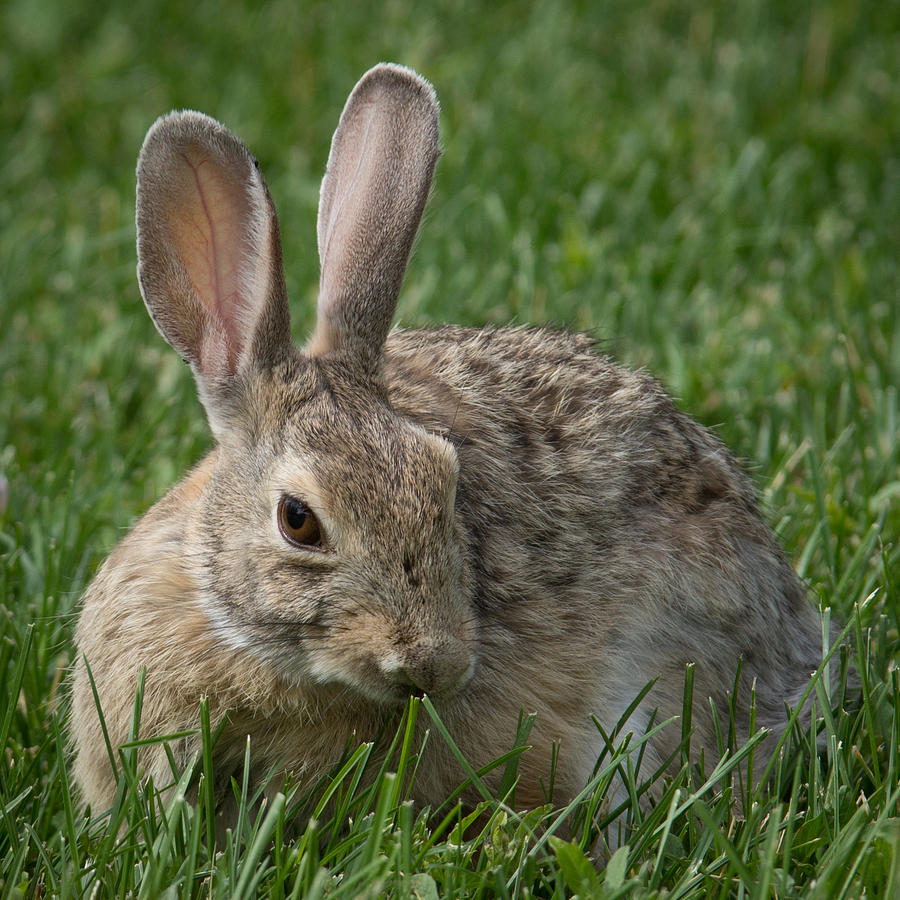 The Bunny Photograph by Ernest Echols