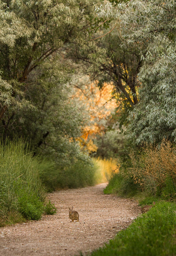 The Bunny Trail Photograph by Hermes Fine Art