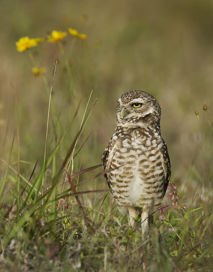Owl Photograph - The Burrowing Owl by Linda D Lester
