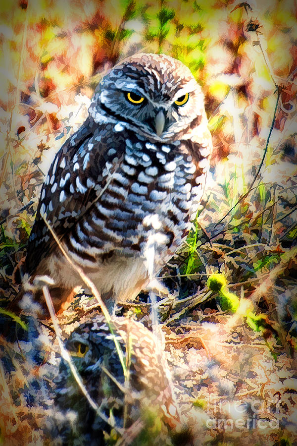 The Burrowing Owl  with atitude Photograph by Dan Friend