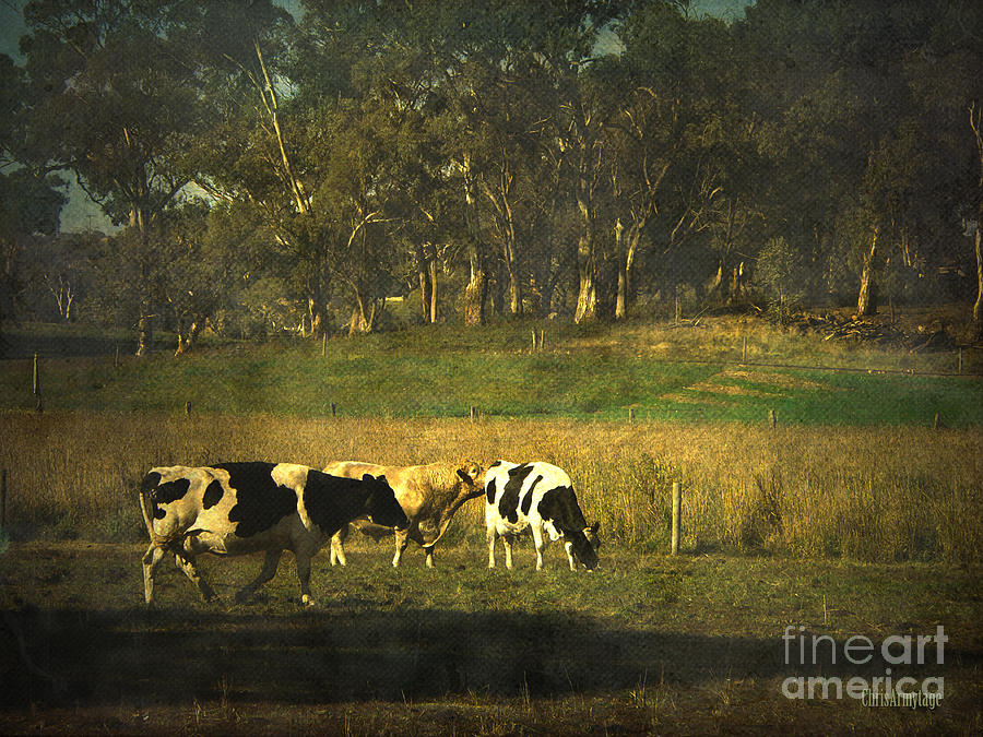 The bush the cows the gums ... Photograph by Chris Armytage
