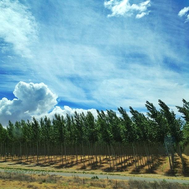 Traveloregon Photograph - The Business Of Trees - Tree Farm Near by Anna Porter