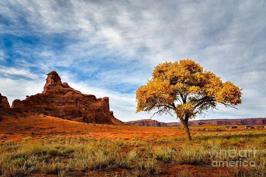 The Butte and The Tree Monument Valley Photograph by Peter Dang
