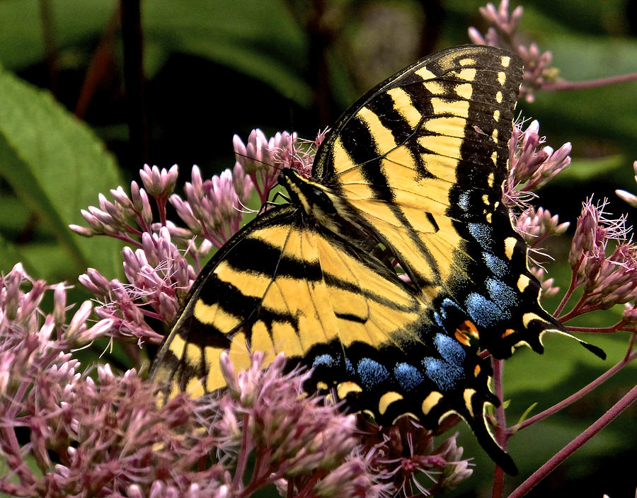 Tiger Swallowtail Photograph by Kathi Isserman | Fine Art America