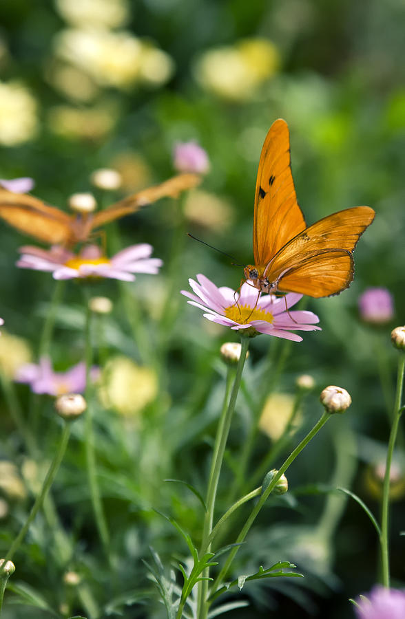 The Butterfly and the Flower  Photograph by Saija Lehtonen