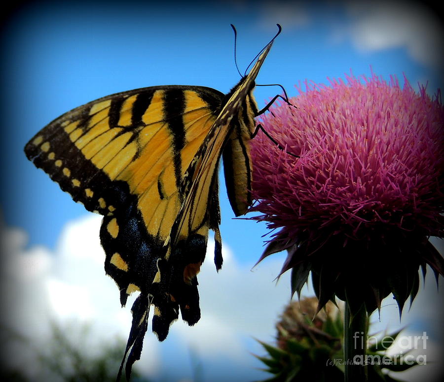 The Butterfly and the Milkweed Photograph by Rabiah Seminole