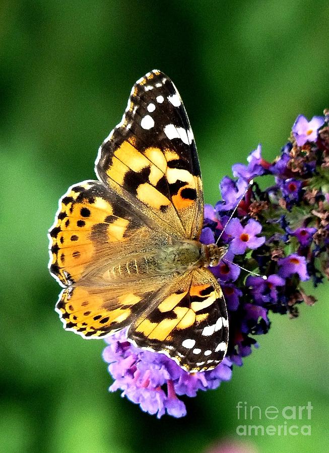 The butterfly Photograph by Binka Kirova