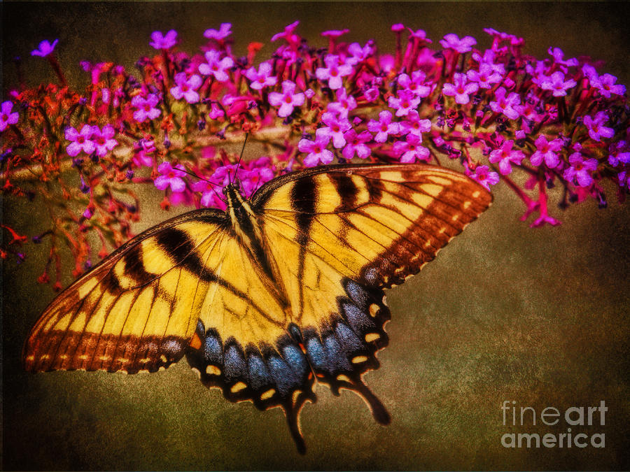 The Butterfly Effect Photograph by Elizabeth Winter
