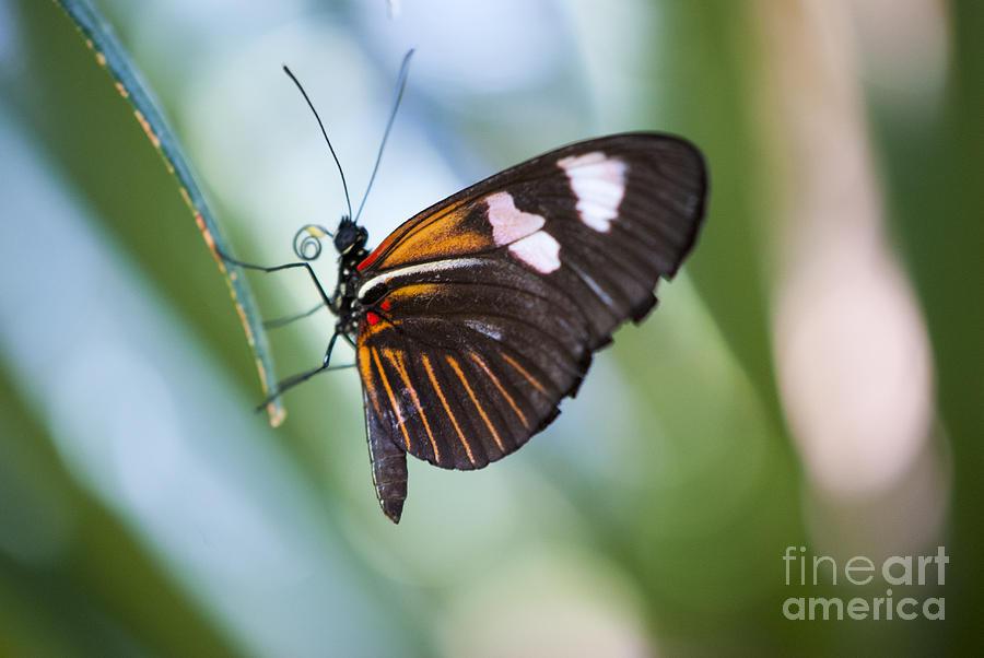 Butterfly Photograph - The Butterfly Effect by Juli Scalzi