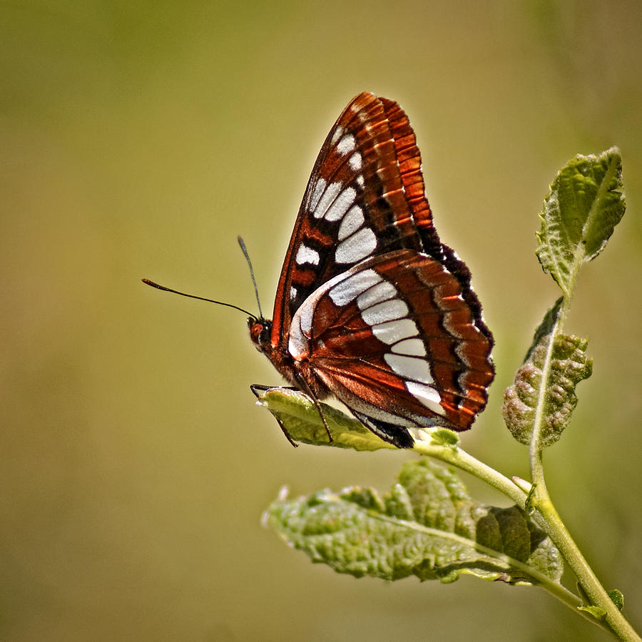 The Butterfly Photograph by Ernest Echols