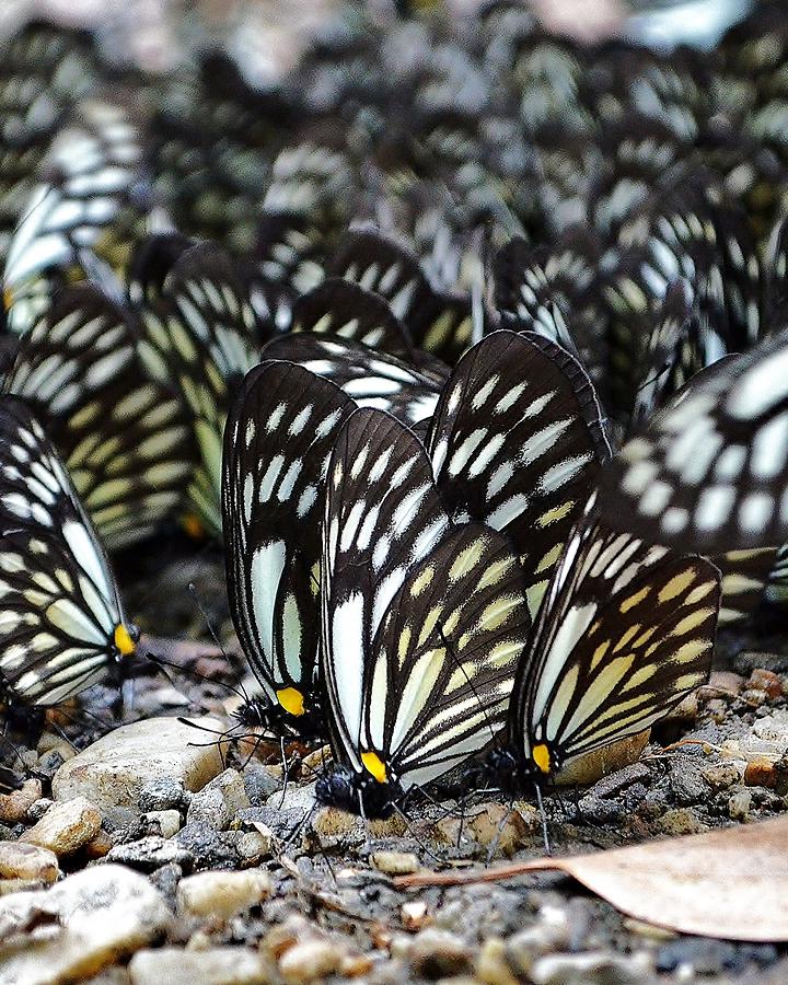 The Butterfly Gathering 2 Photograph by Kim Bemis