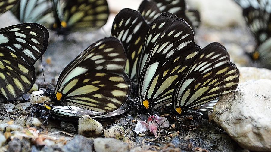 The Butterfly Gathering Photograph by Kim Bemis