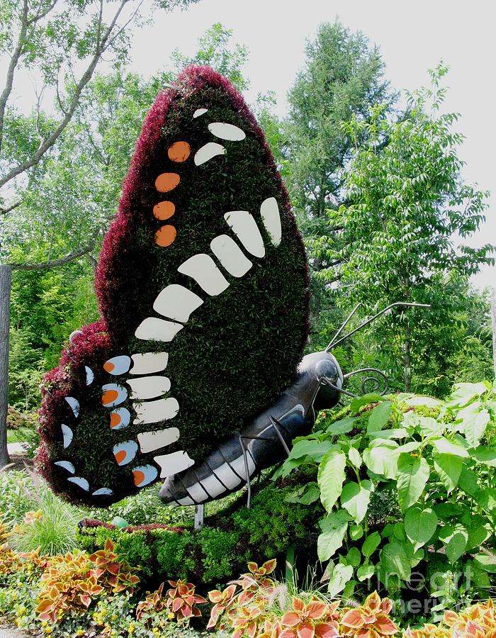 Butterfly Photograph - The Butterfly. Plant Sculpture. Parc Marie-Victorin by Ausra Huntington nee Paulauskaite