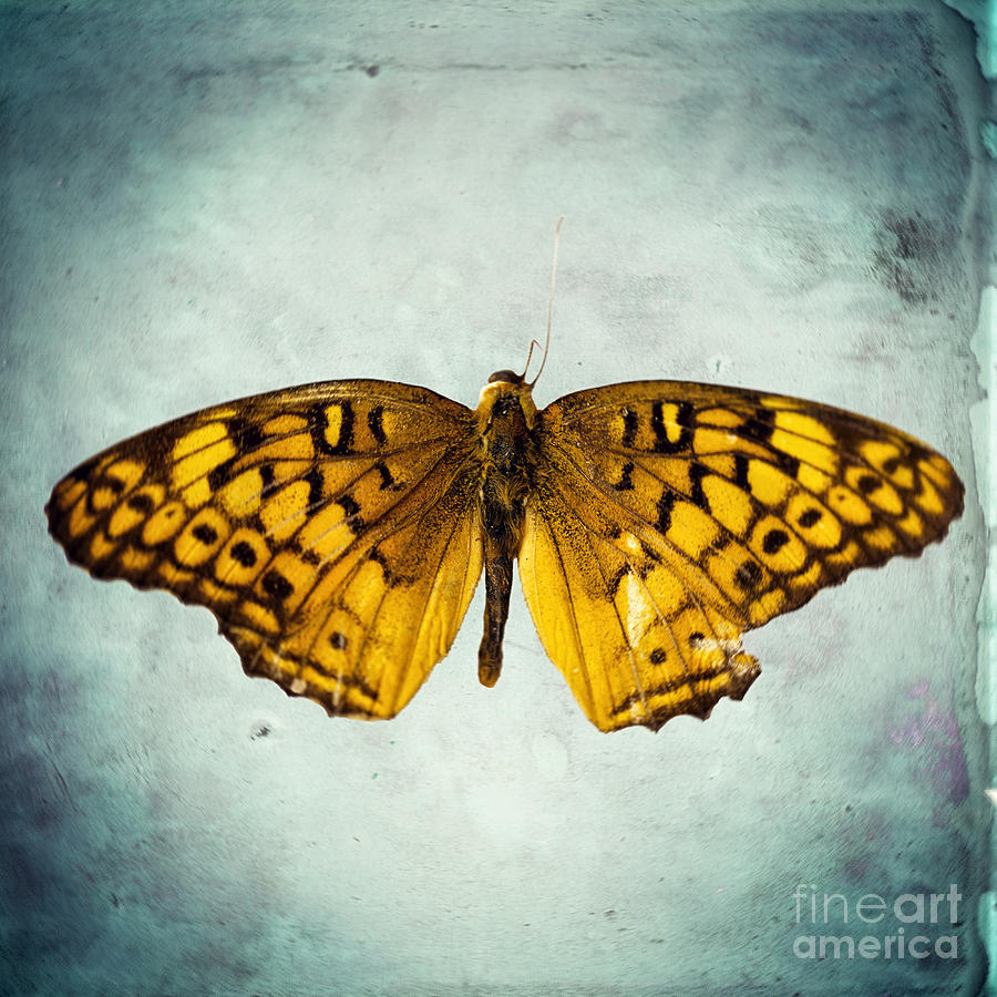 The Butterfly Project 3 Photograph by Diane Miller - Fine Art America