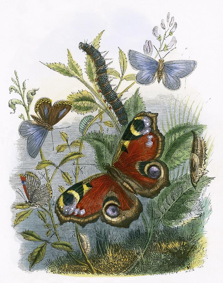 The Butterfly Vivarium Painting by English School